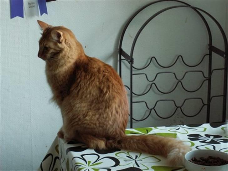 Orientalsk Langhåret Silke billede 2