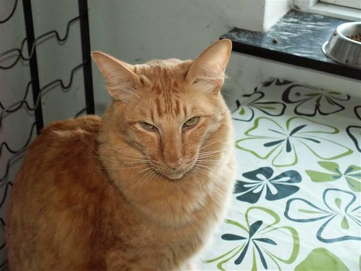 Orientalsk Langhåret Silke billede 3