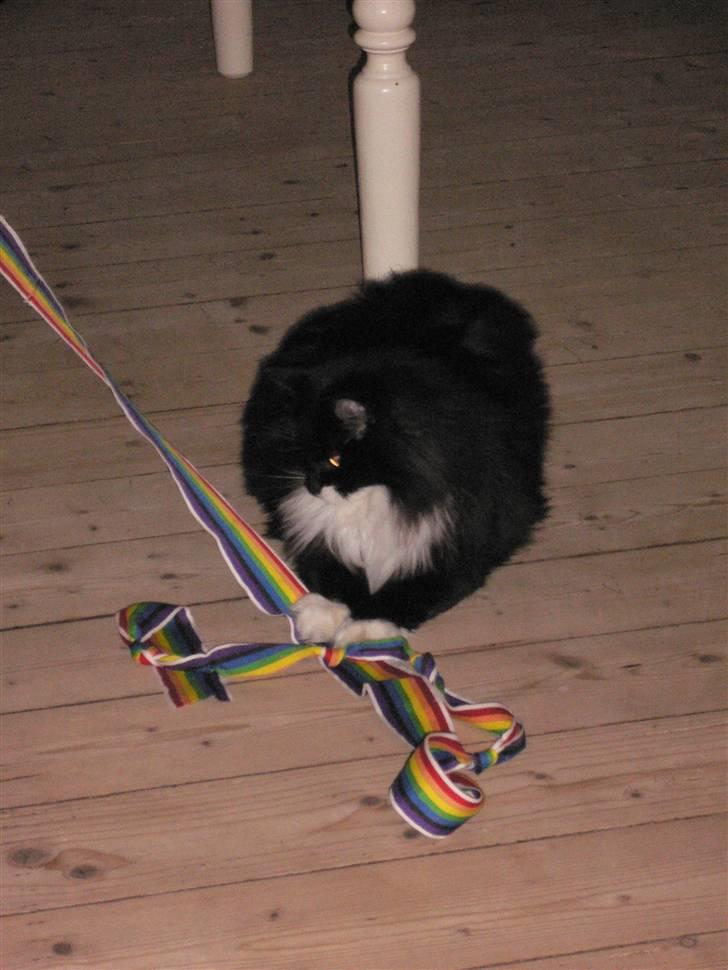 Blanding af racer Missemor - Missemor leger billede 4