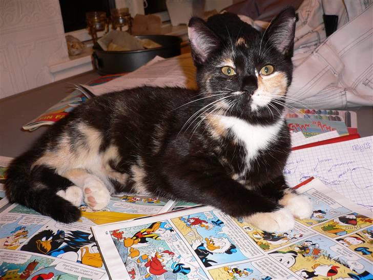 Blanding af racer R.I.P Lundini (grimmemis) billede 11