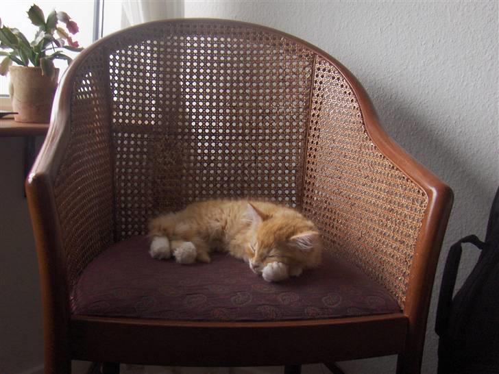 Maine Coon Bellami Solgt :( billede 7