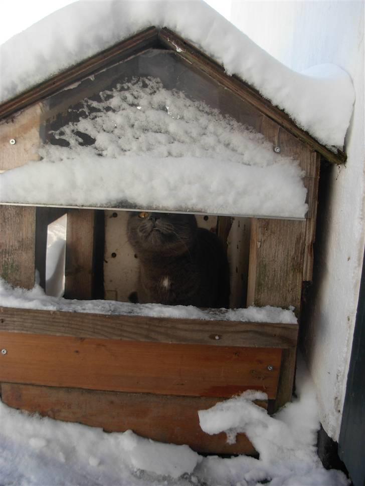 Blanding af racer pjevs billede 13