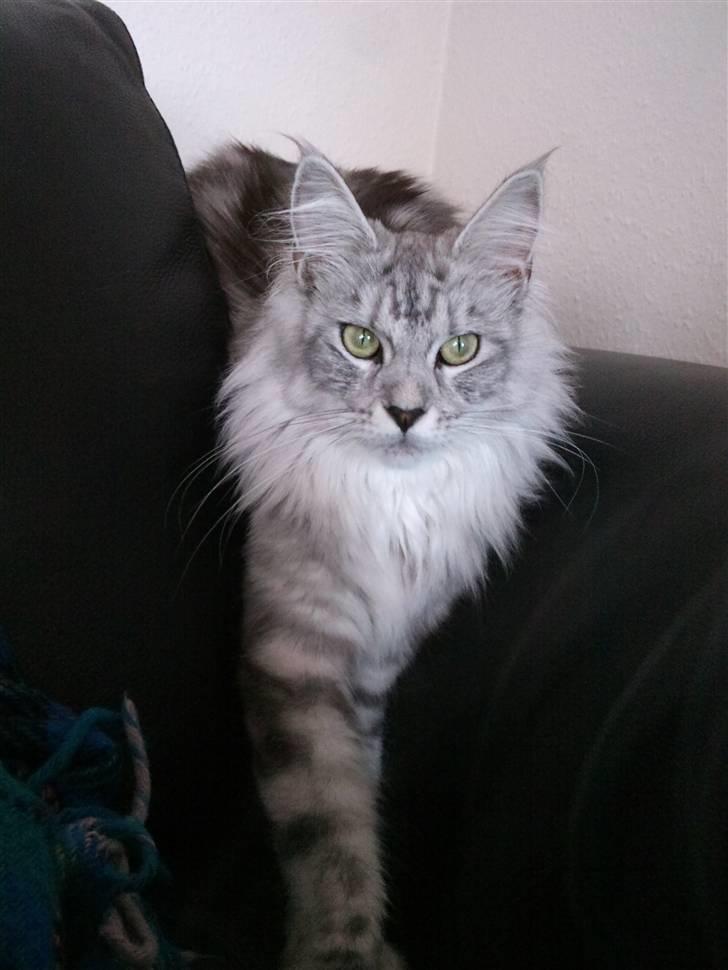 Maine Coon Edelweis billede 9