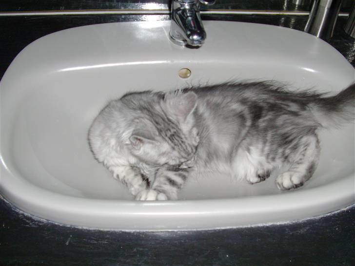 Maine Coon Edelweis billede 10