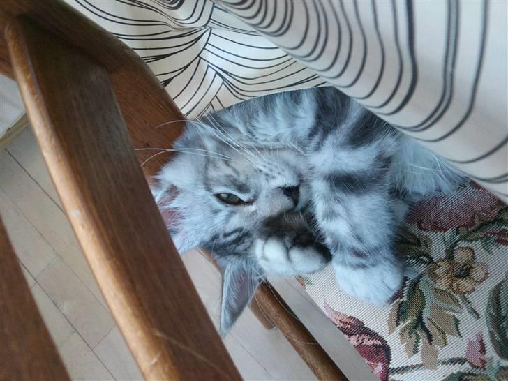 Maine Coon Edelweis billede 11