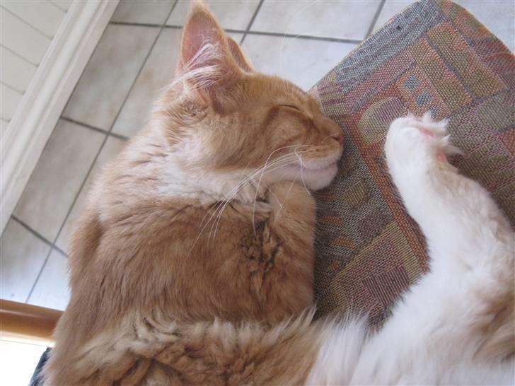 Maine Coon Adventure Boy (venture) billede 12