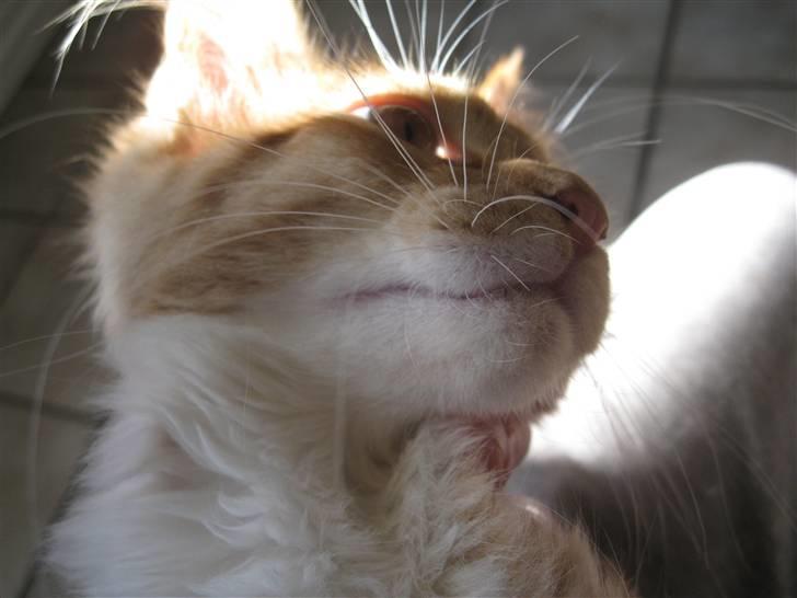 Maine Coon Adventure Boy (venture) billede 13