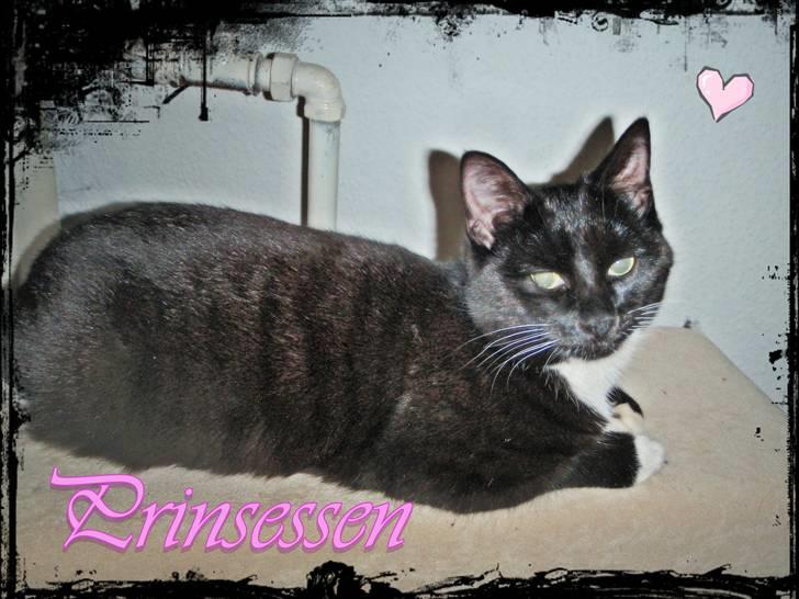 Huskat Prinsessen *INTERNAT* billede 6