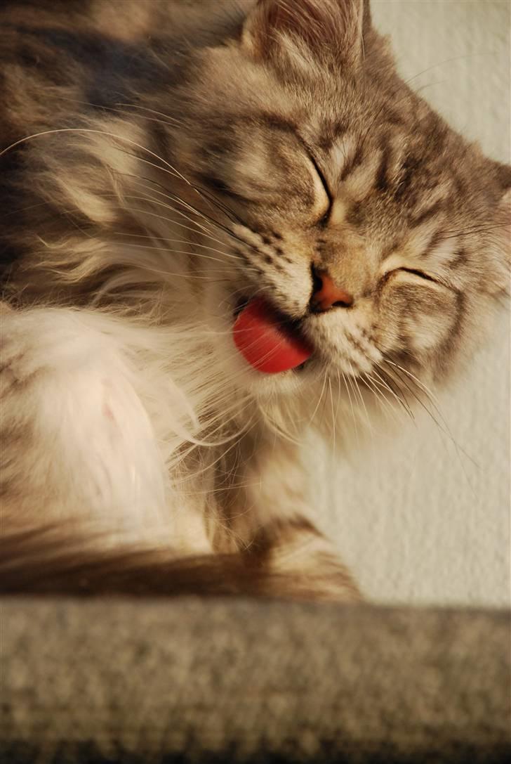 Maine Coon Gugger's Usher - En dejlig rød tunge. billede 19