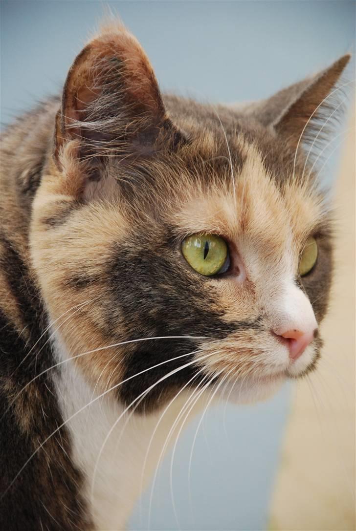 Huskat Maggie billede 14