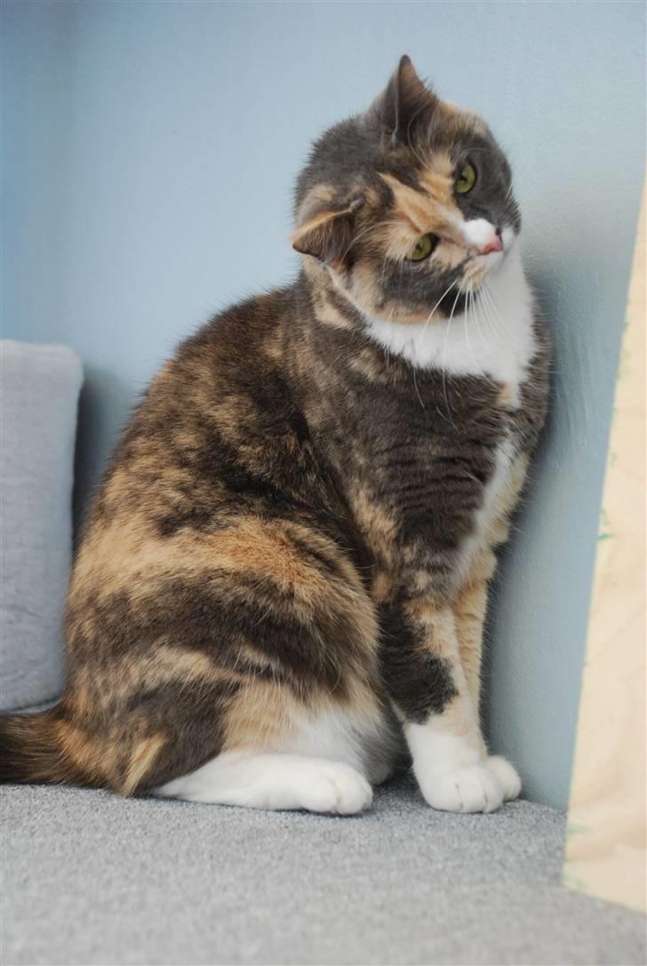 Huskat Maggie - Derfor Maggie ser så sjov ud i hovedet er fordi Usher er inde bag ved og siger grimme ting til hende... Det er jeg næsten sikker på hehe ;-) billede 15