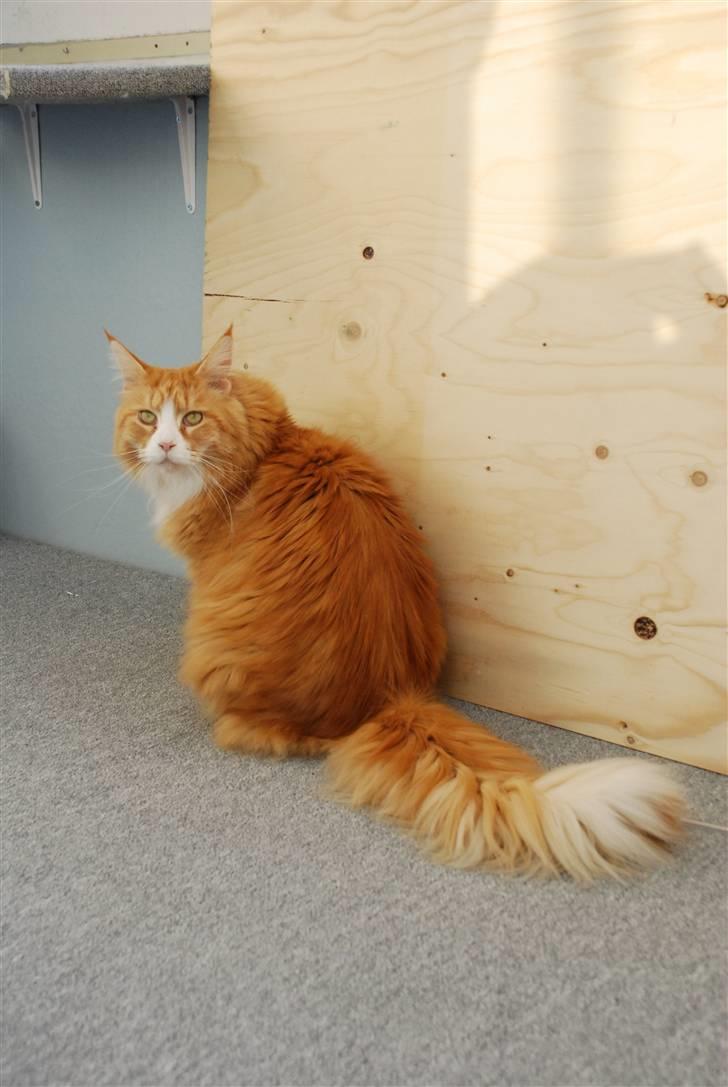 Maine Coon Gugger Red Iowa billede 14