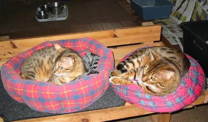 Bengal DK Trollspotting Vela - Vela og hendes kæreste Wiki fra Lundborgs opdræt billede 5