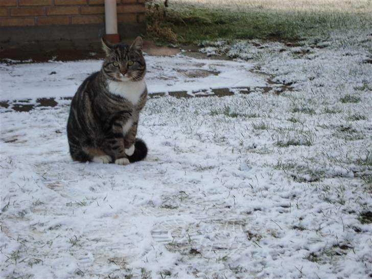 Blanding af racer Mis *minde* billede 1