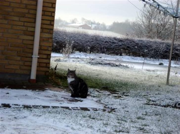 Blanding af racer Mis *minde* billede 2