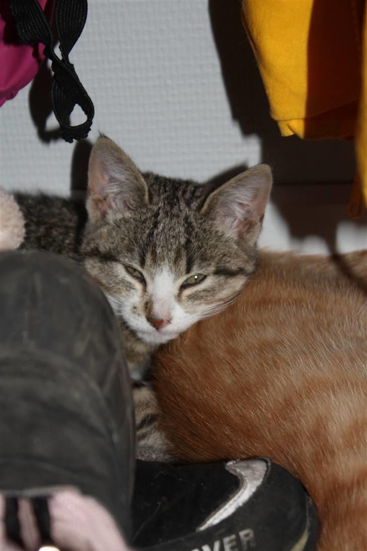 Huskat Millions | †Mille† | billede 14