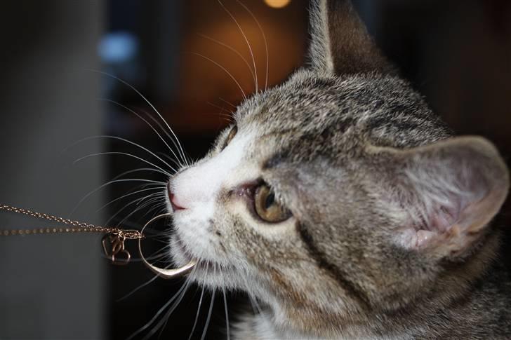 Huskat Millions | †Mille† | billede 17