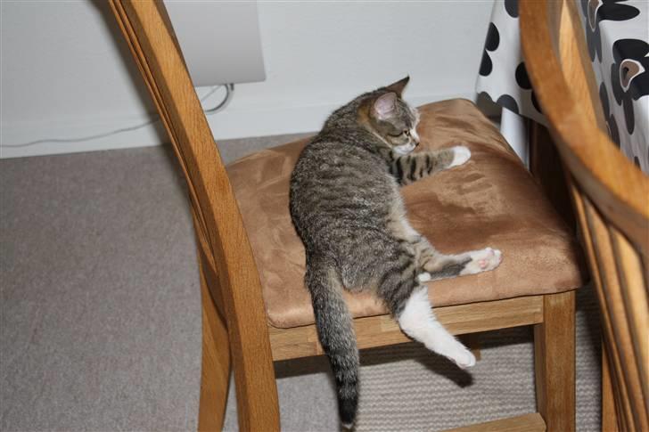 Huskat Millions | †Mille† | billede 18