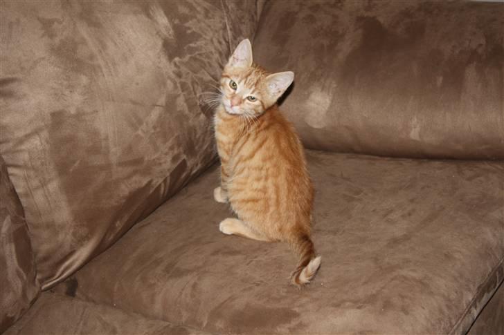 Huskat Millions | Buster | billede 9