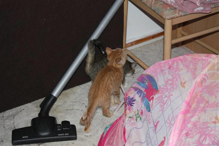 Huskat Millions | Buster | billede 10