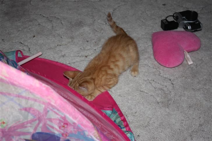 Huskat Millions | Buster | billede 11