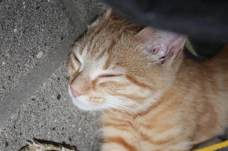 Huskat Millions | Buster | billede 12