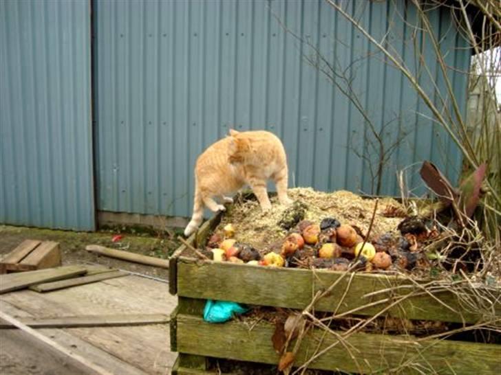 Huskat Zakie *R.I.P.* billede 11