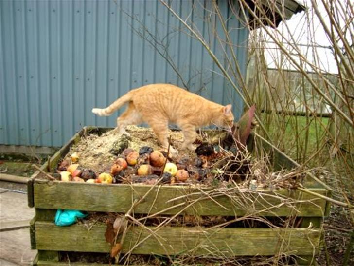 Huskat Zakie *R.I.P.* billede 12