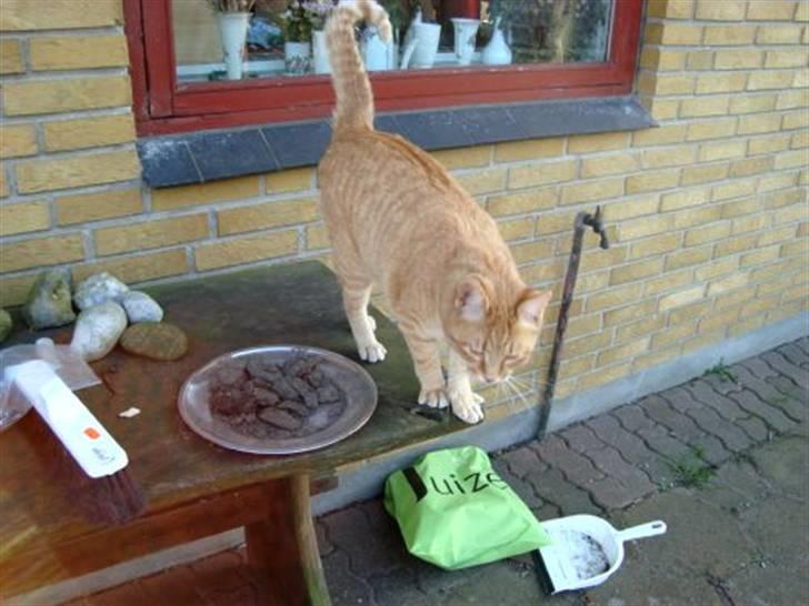 Huskat Zakie *R.I.P.* billede 13