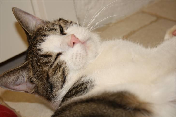 Huskat Trunte<3 billede 9