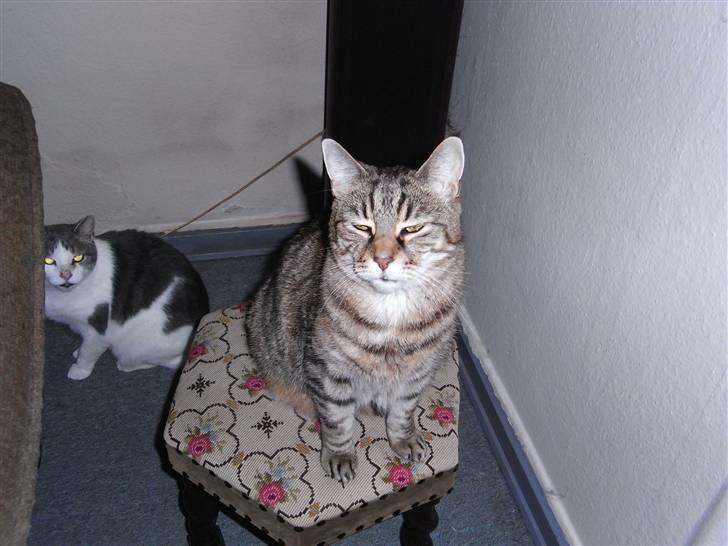 Blanding af racer Miv RIP billede 12