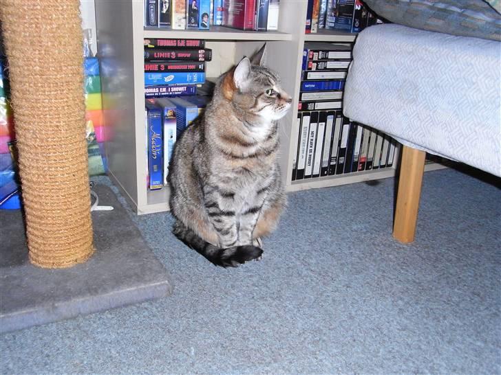 Blanding af racer Miv RIP billede 13