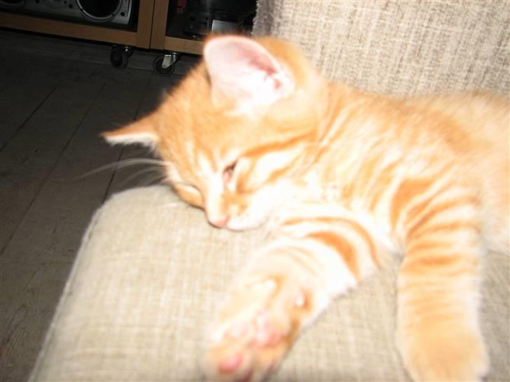 Blanding af racer Garfield - Man kan godt blive træt en gang imellem billede 1