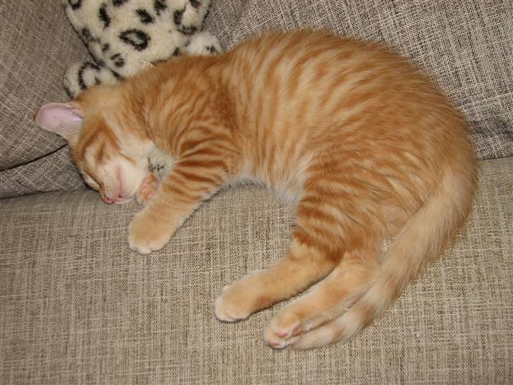 Blanding af racer Garfield - Sofaen er nu skøn... billede 2