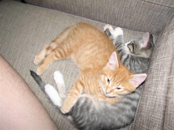 Blanding af racer Garfield - Vi putter lige.... billede 3