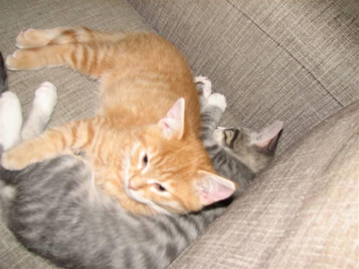 Blanding af racer Garfield - Altså, vi vil gerne have lidt fred.....?! billede 4