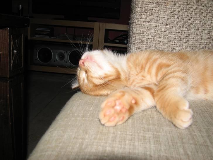 Blanding af racer Garfield - Skønne dejlige mig, er der virkelig ikke andre der kan se det.....? billede 5