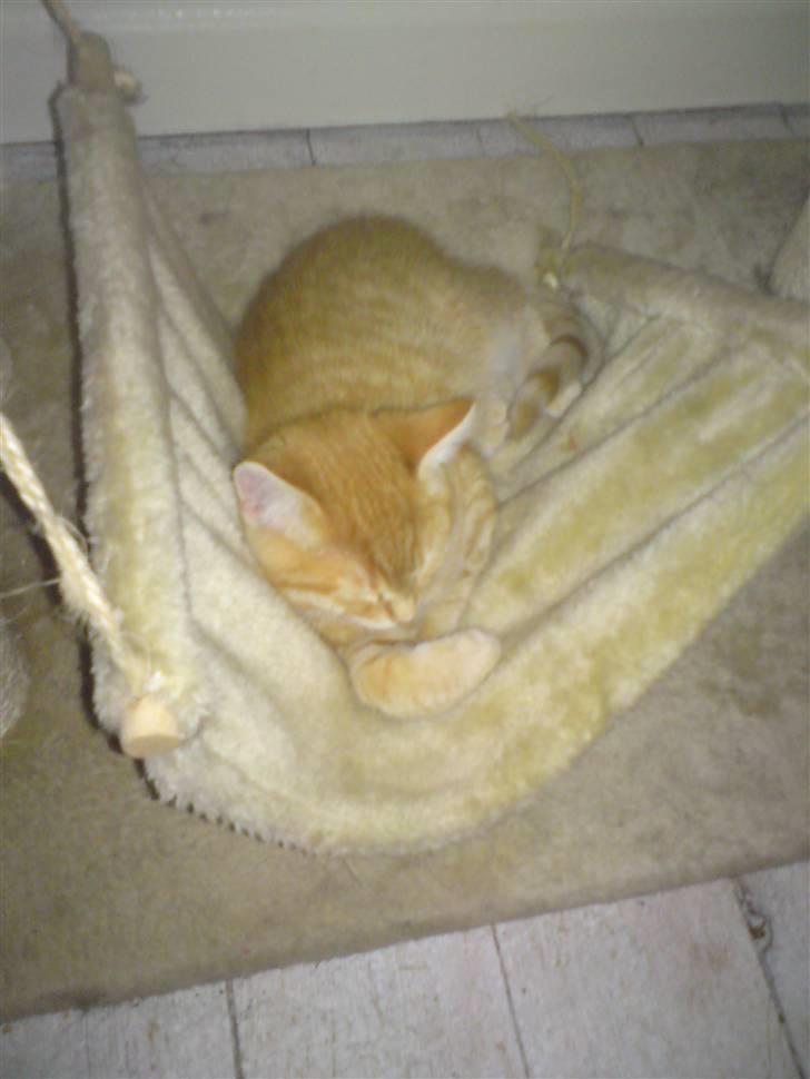 Blanding af racer Garfield - Når den hænger rigtig ligger man mega godt her :o) Meeeen den kan da også bruges sådan... billede 6