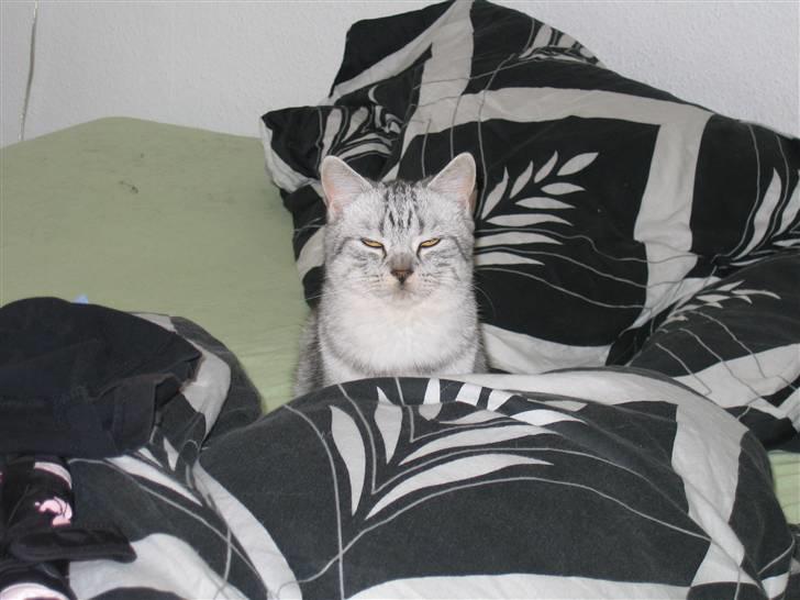 Blanding af racer Tiger billede 1