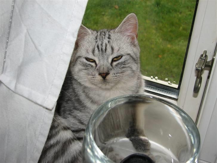 Blanding af racer Tiger billede 2