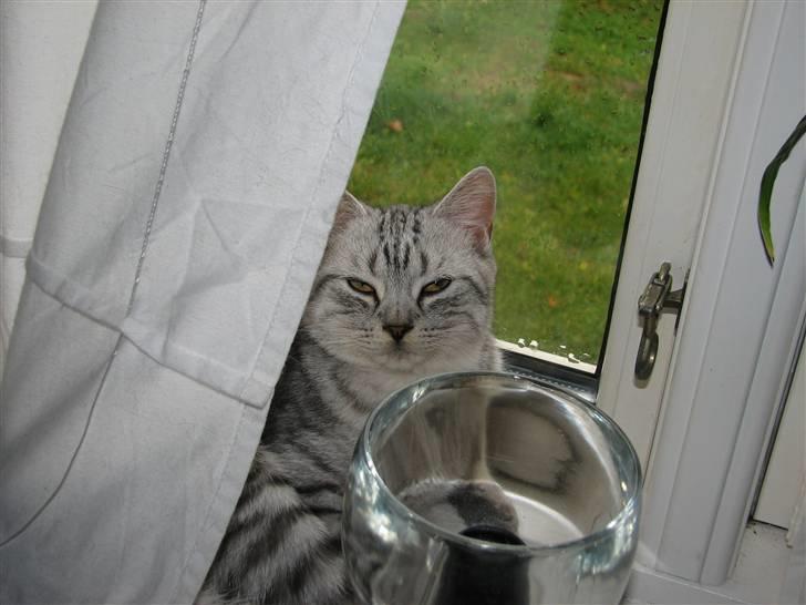 Blanding af racer Tiger billede 3