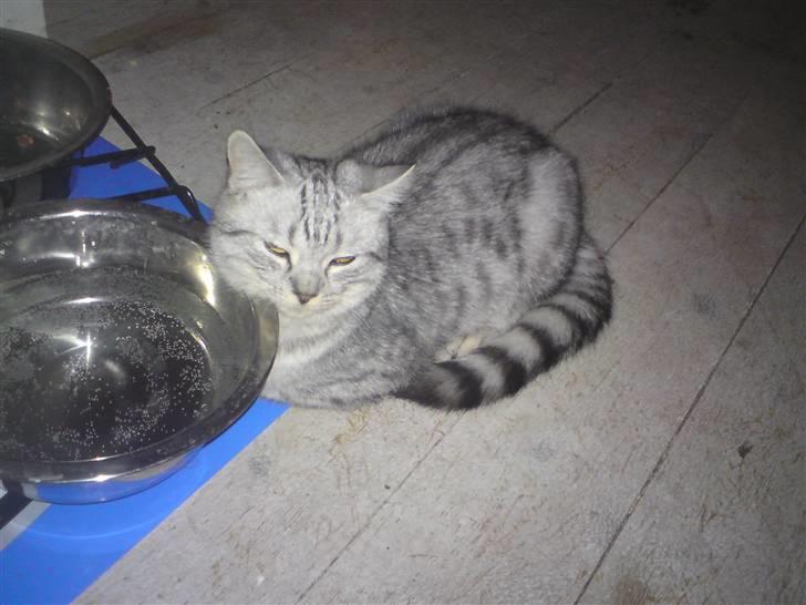 Blanding af racer Tiger billede 4