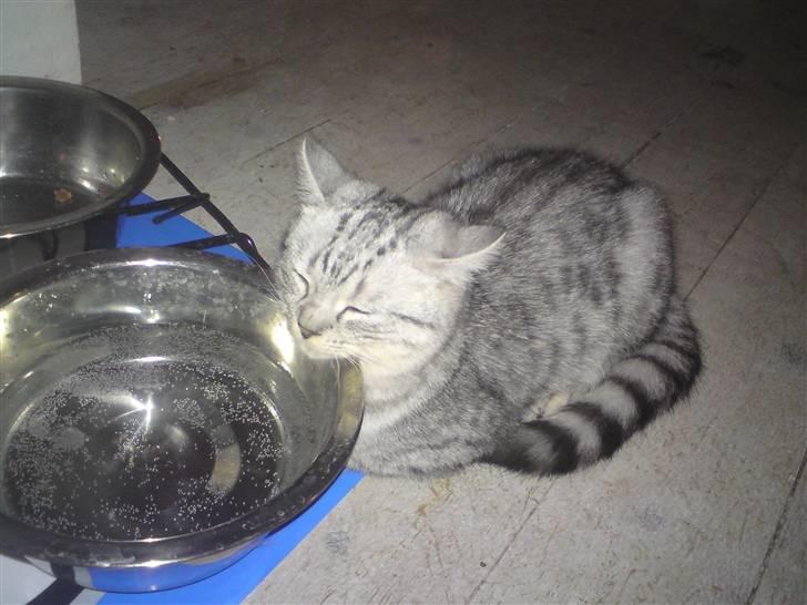 Blanding af racer Tiger billede 5