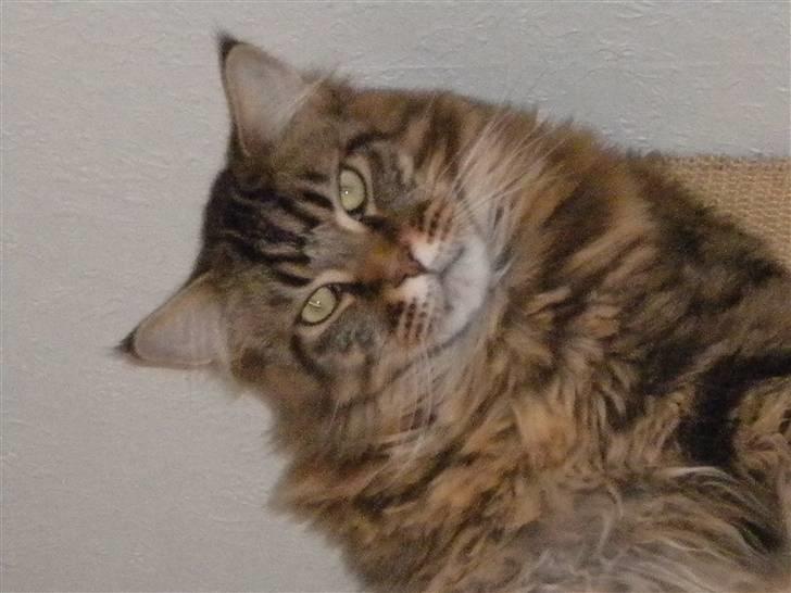 Maine Coon Tiger billede 12