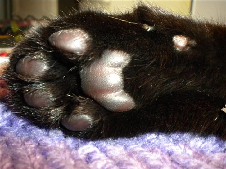 Huskat Nero billede 16