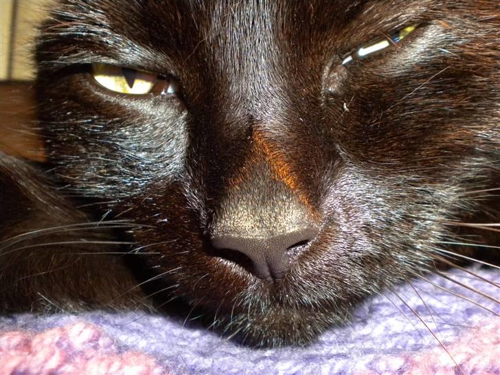 Huskat Nero billede 17