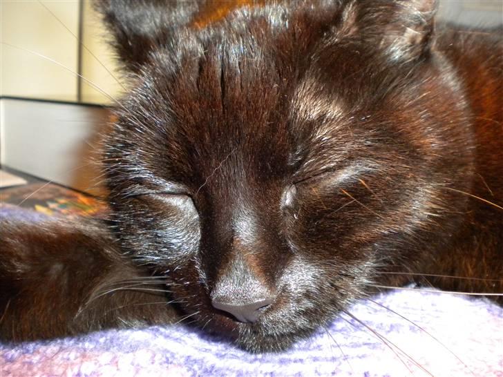 Huskat Nero billede 18