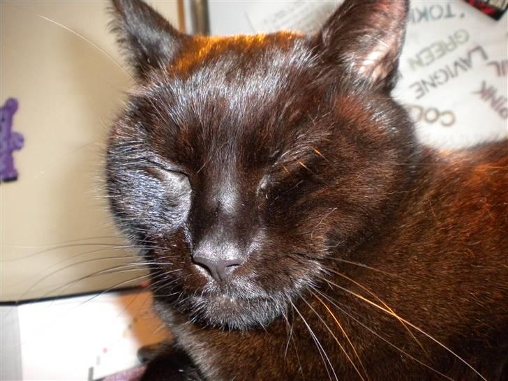 Huskat Nero billede 19