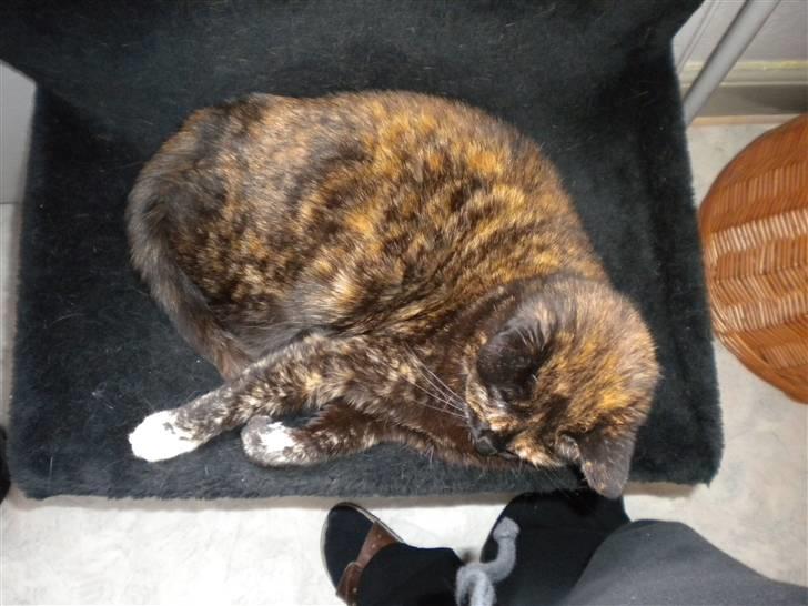 Huskat Minnie billede 10