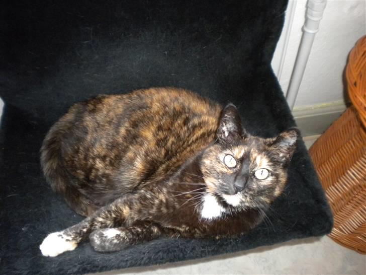 Huskat Minnie billede 11